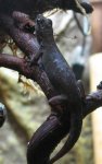 Gecko Weibchen 1.jpg