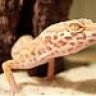Gecko111