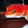 red_gecko